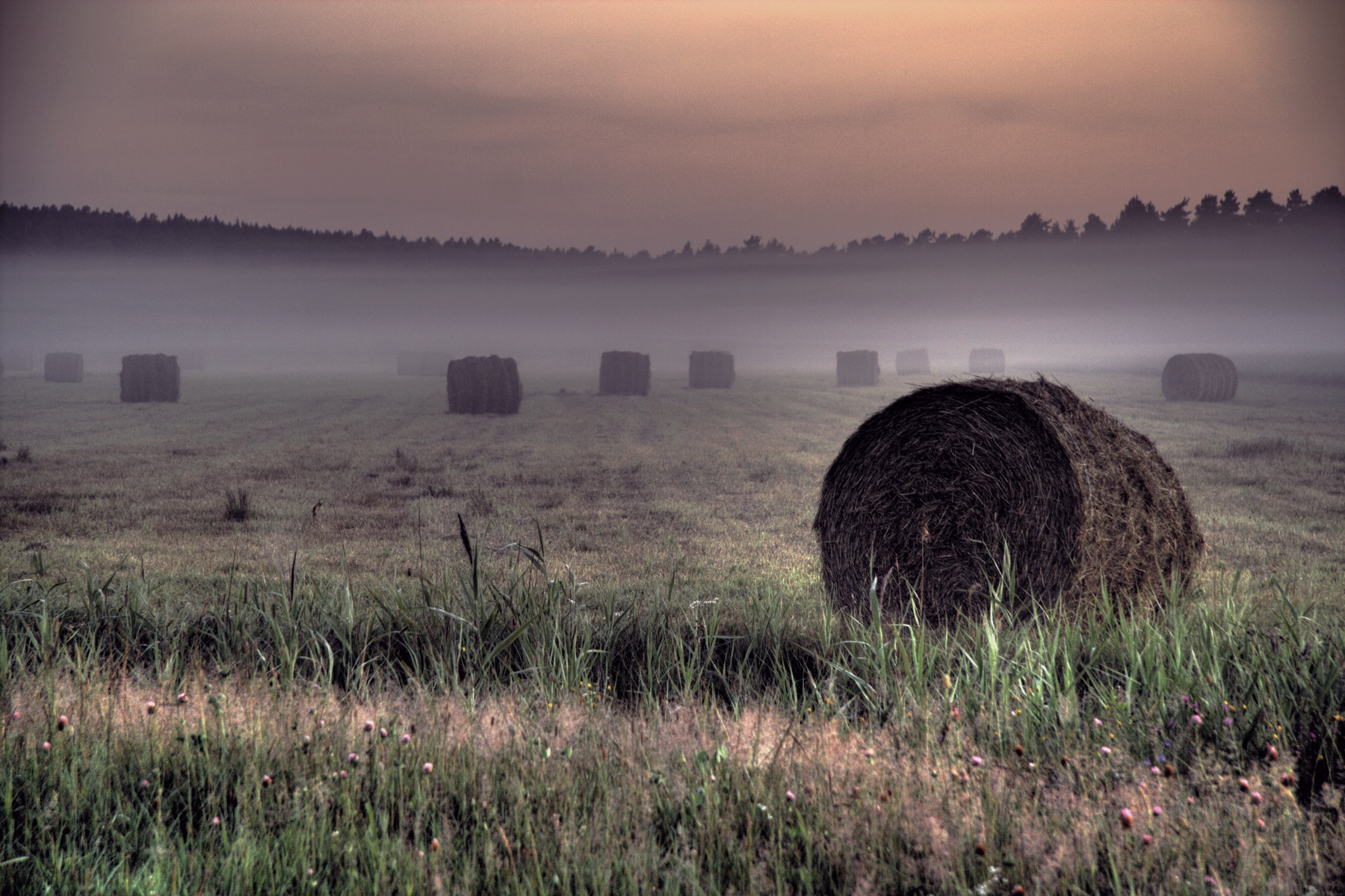 Field Color